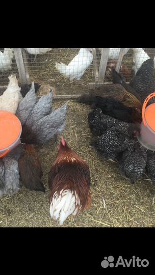 Куры молодки