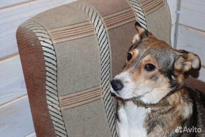 Собака в дар в добрые руки