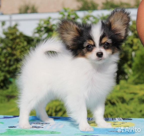 Щенки папийона