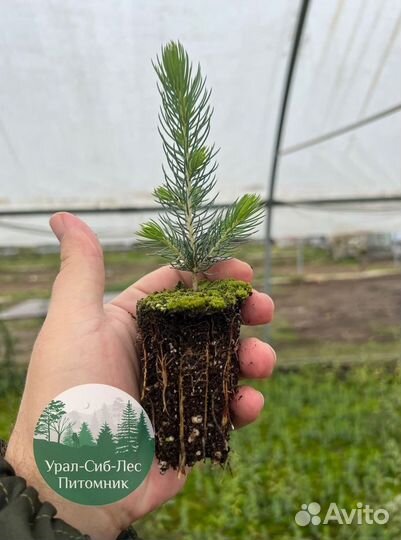 Сосна зкс окс сеянцы Ель Лиственница Голуб Горная
