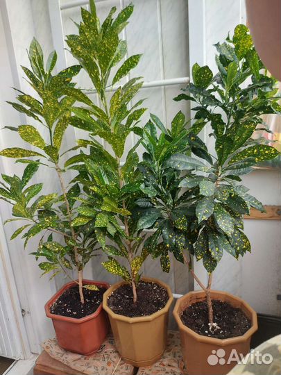 Аукуба японская, юкка