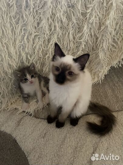 Отдам красивущих котят