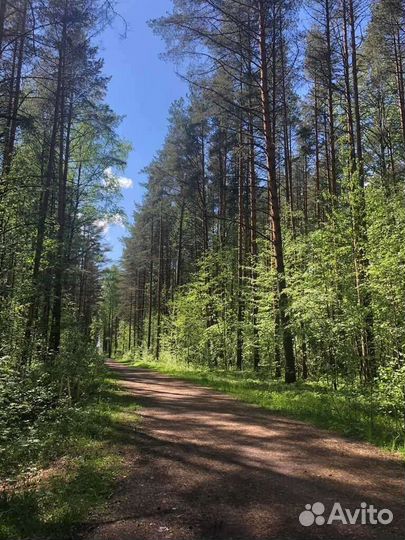 Прогулки верхом на лошадях и пони