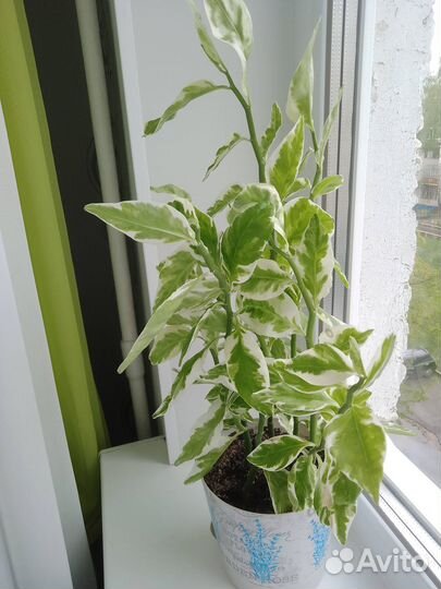 Педилантус