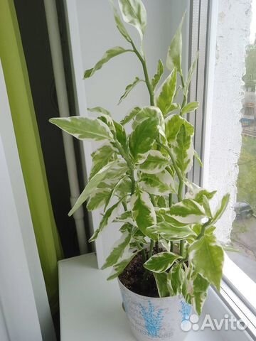 Педилантус