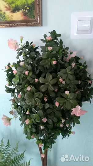 Новые цветы для интерьера