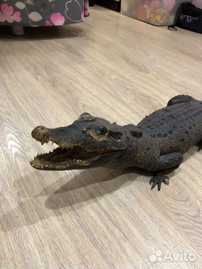 Крокодил (чучело) длинной 90 см