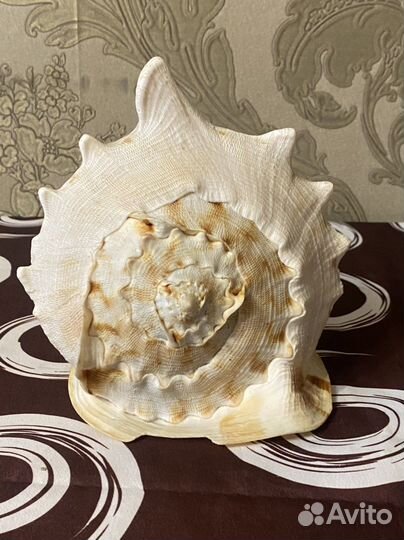 Ракушка Кассис корнута