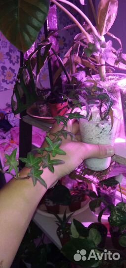 Плющ хедера