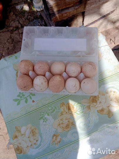 Инкубационное яйцо Индейки