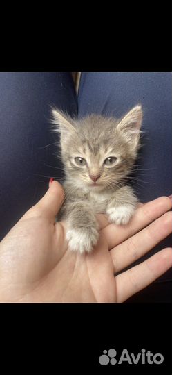 Котята в добрые руки бесплатно