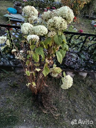 Гортензия белая, большой цветущий куст