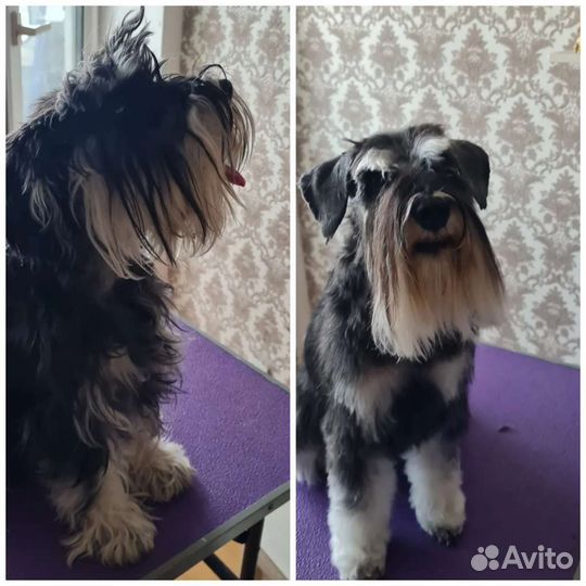 Тримминг, грумминг