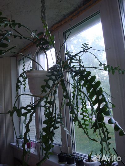 Эпифиллум угловатый