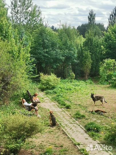 Передержка собак любых пород