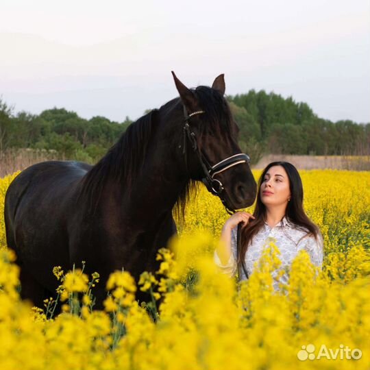 Фотосъёмка Лошадь Пони Прогулки Верховная езда