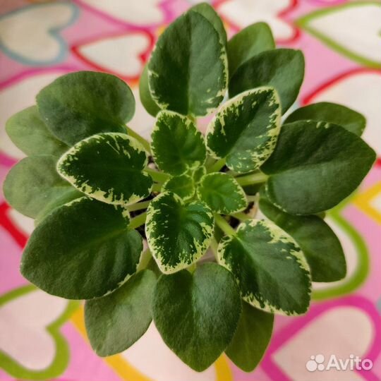 Сортовые фиалки мини