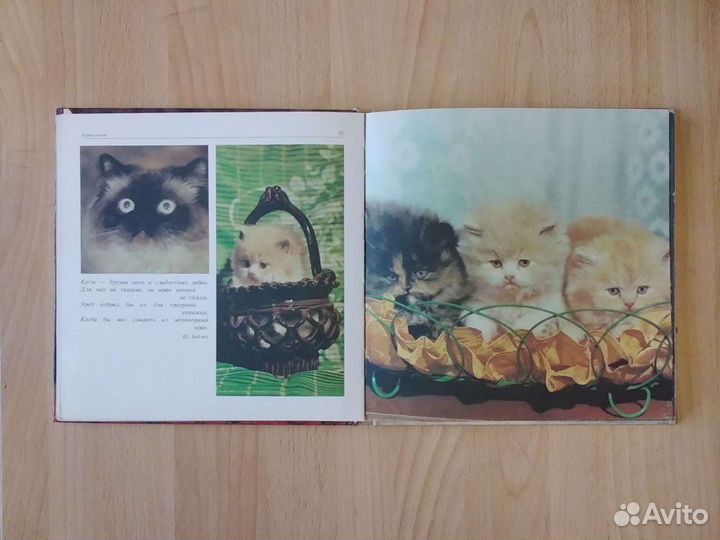 Пчелы, огород, домашние животные