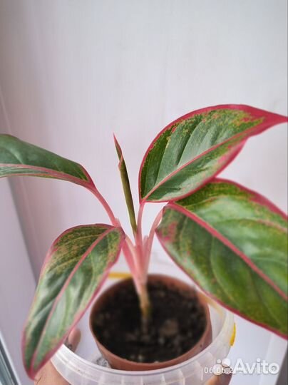 Аглаонема Сиам Аврора