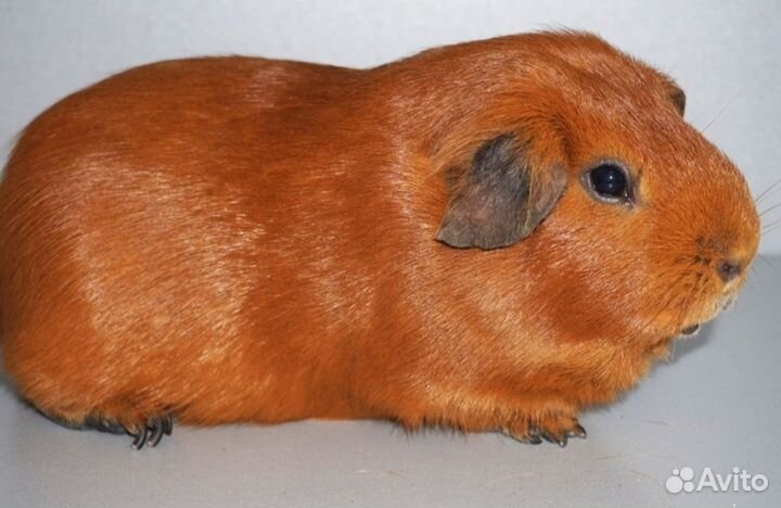 Калифорния, Селф мальчики морская свинка