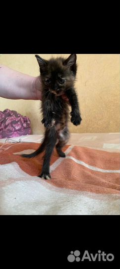 Котенок бесплатно