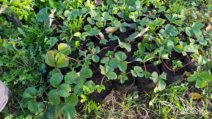 Рассада клубники