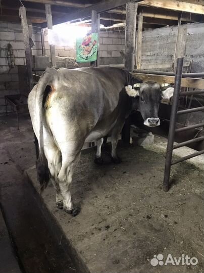 Корова дойная