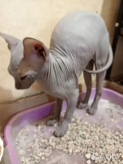 Донской сфинкс