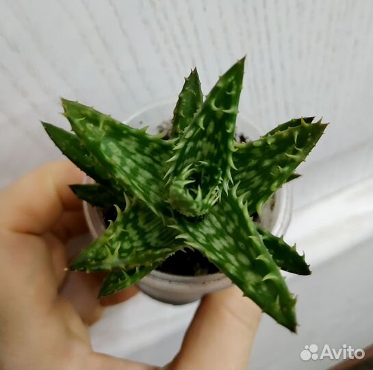 Суккуленты