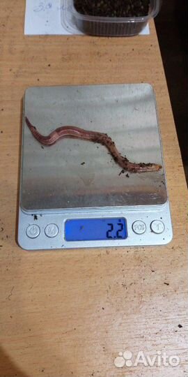 Черви для рыбалки (дендробена винета )