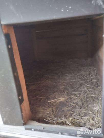 Вольер для собак с будкой