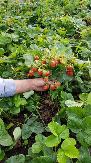 Участок 8 сот. (СНТ, ДНП)