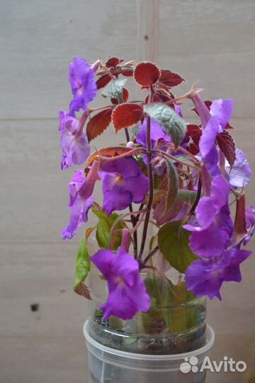 Колерии ахименеса глоксинья тидея