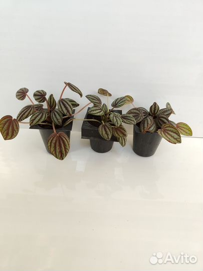 Пеперомия Пиккола Банда