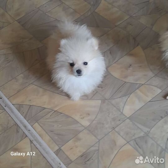 Карманная собачка