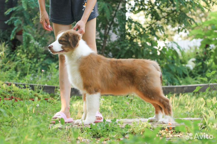Щенки аусси Австралийская овчарка