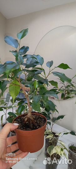 Малыши фикусята и другие