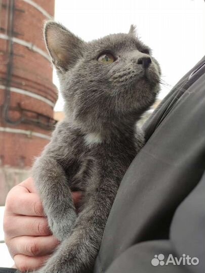 Котёнок в добрые руки