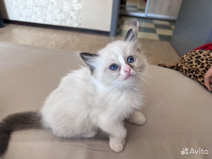 Котята рэгдолл