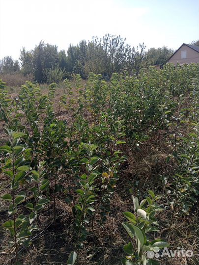 Саженцы плодовых деревьев