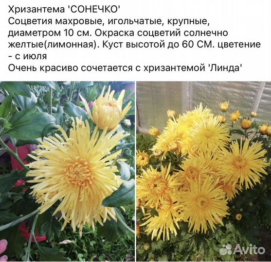 Хризантема многолетняя высокая