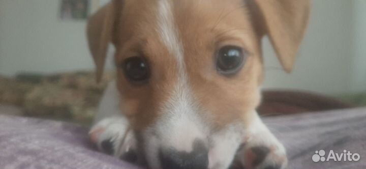 Джек рассел терьер