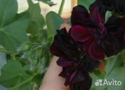 Комнатные растения