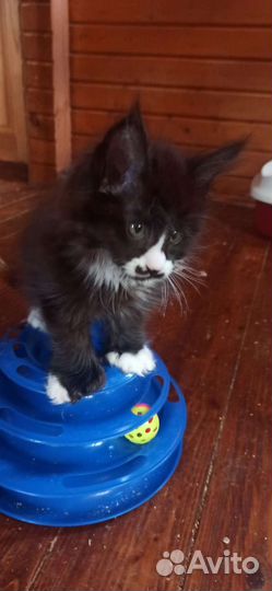 Полидакт Мейн Кун