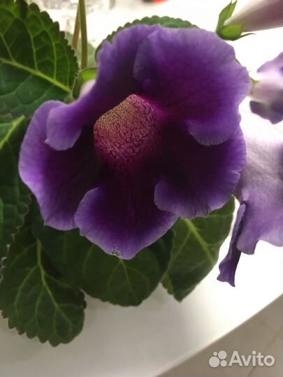 Комнатные растения цветы