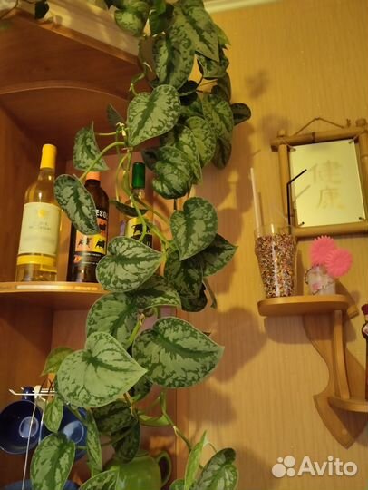 Комнатные растения