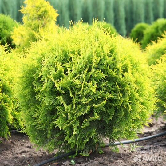 Туя западная Даника Ауреа