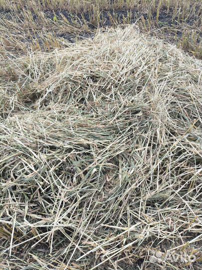 Солома в рулонах просяная