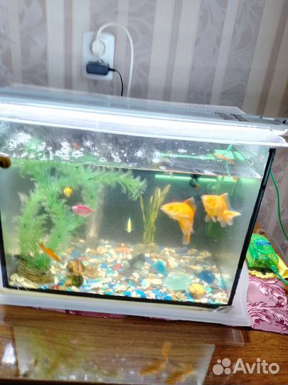 Аквариум с рыбками