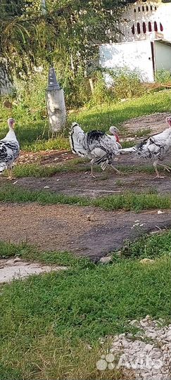 Семья индюков 4+1